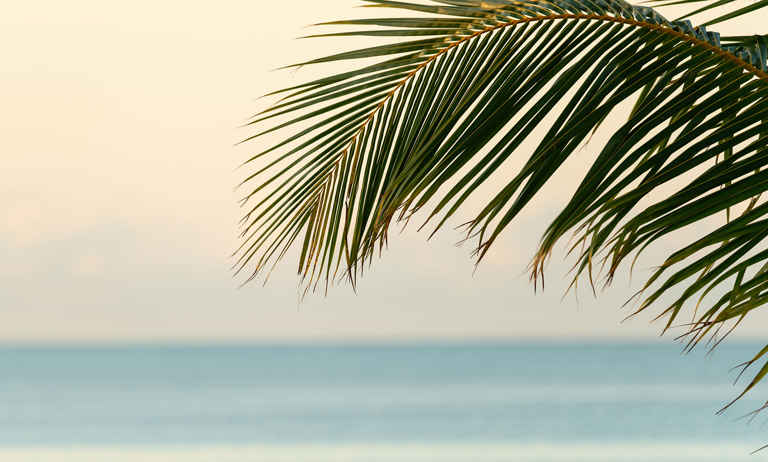 Palm frond framing a calm ocean horizon